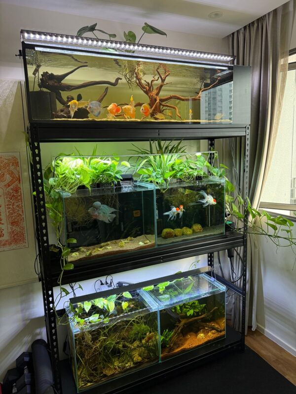 Fish tank rack